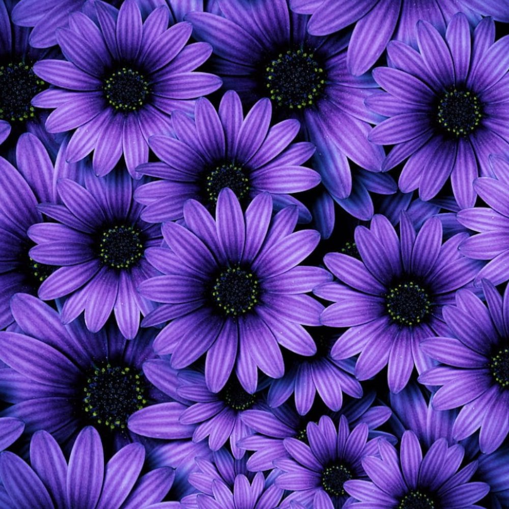 Meet your Posher, Regina